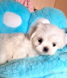 Cuccioli di maltese