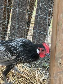 Galline