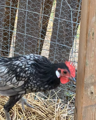 Galline