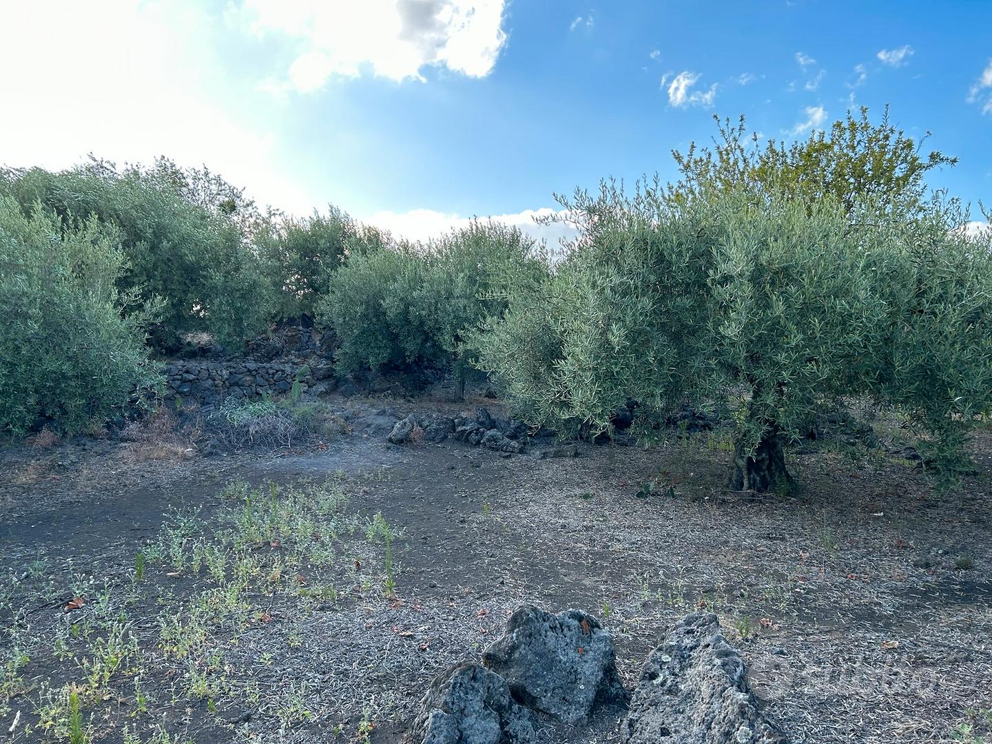Terreno di 14000mq -Edific.- Vigneto, Uliveto - Vista 5