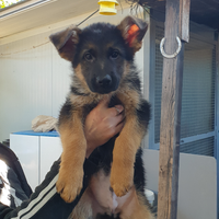 Cuccioli pastore tedesco