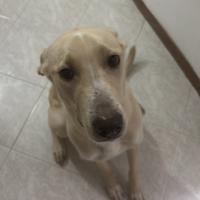 Cagnolina di circa un anno mix Labrador