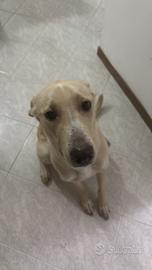 Cagnolina di circa un anno mix Labrador