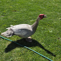 Anatra muta