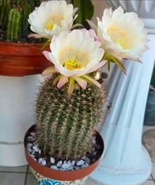 Echinopsis adulto, con fusto a sfera cm 60