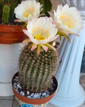 Echinopsis adulto, con fusto a sfera cm 60