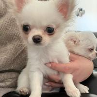 Chihuahua con pedigree