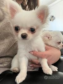 Chihuahua con pedigree