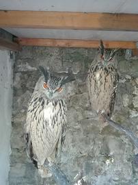 Coppia gufi reali (bubo bubo)
