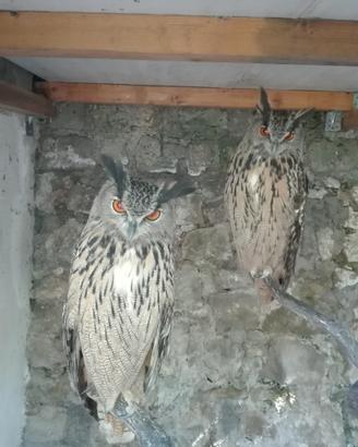 Coppia gufi reali (bubo bubo)