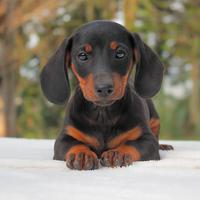 Cucciolo maschio di Bassotto