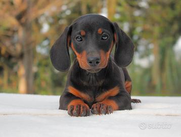 Cucciolo maschio di Bassotto