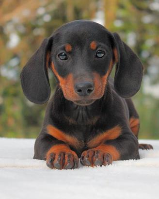 Cucciolo maschio di Bassotto