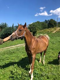 Cavallo