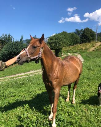 Cavallo