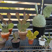 Set 9 opuntia cactus in blocco