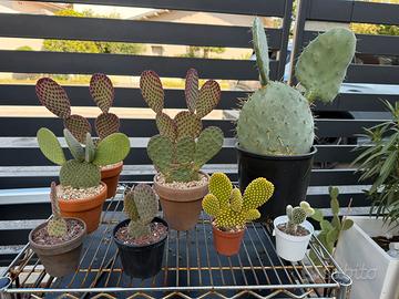 Set 9 opuntia cactus in blocco