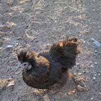 Gallina