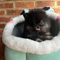 Cuccioli spitz pomerania maschi neri