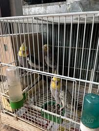 Pappagalli calopsite