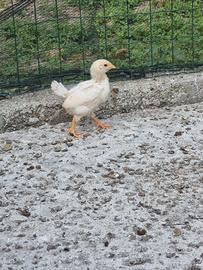 Pulcini bianche livornese