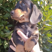 Cucciolo di bassotto con pedigree