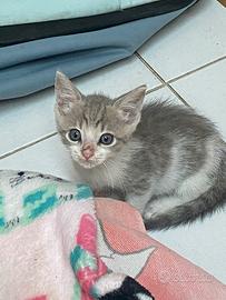 Gattino in adozione