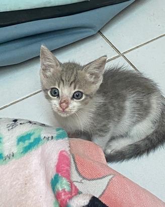 Gattino in adozione