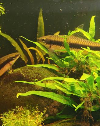 Crossocheilus siamensis