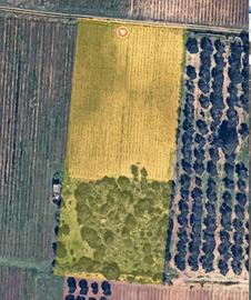 Terreno agricolo - VIgneto Primitivo