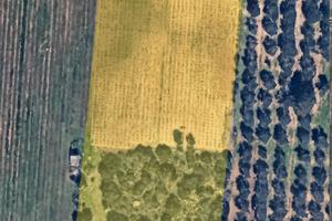 Terreno agricolo - VIgneto Primitivo