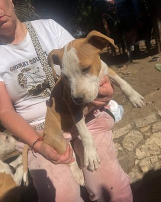 Amstaff ultimi due cuccioli maschi