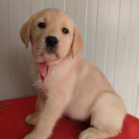 Cucciola labrador