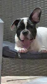 bulldog francese maschio