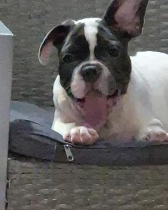 bulldog francese maschio