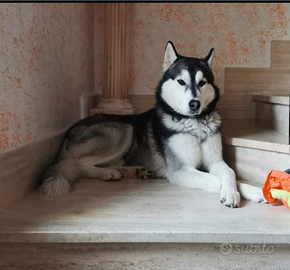 Cuccioli siberian husky