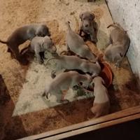 Cuccioli Weimaraner