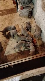 Cuccioli Weimaraner