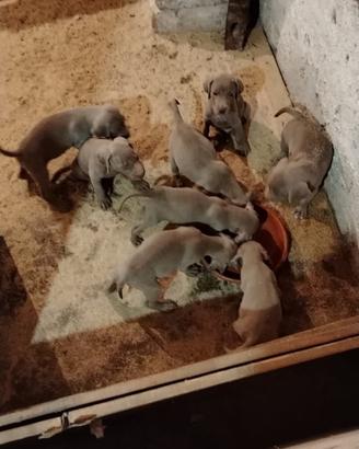 Cuccioli Weimaraner