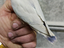 Immagine 5