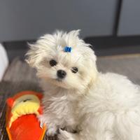 Maltese coreano puro linea big eyes maschio