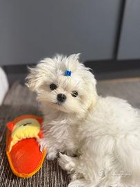 Maltese coreano puro linea big eyes maschio