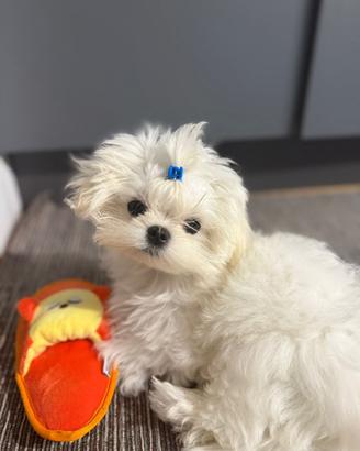 Maltese coreano puro linea big eyes maschio