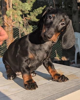 bassotto tedesco standard  pedigree ENCI