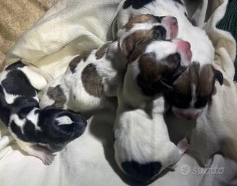Cuccioli jack russel