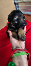 Cucciolo pastore tedesco