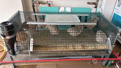 Quaglie ovaiole + gabbia per quaglie