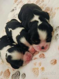 Cuccioli Cavalier King C.S. pedigree ENCI 