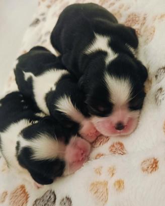 Cuccioli Cavalier King C.S. pedigree ENCI 