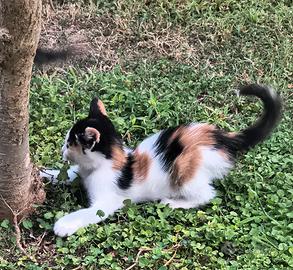  gatto 